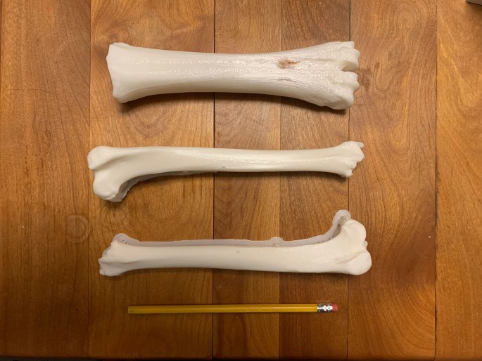 Photo shows 3 three dimensional prints of animal bones laying on a wooden table. The top bone is a cow metataursus, the middle and bottom bones are both sheep femurs. There is an unsharpened pencil for scale.